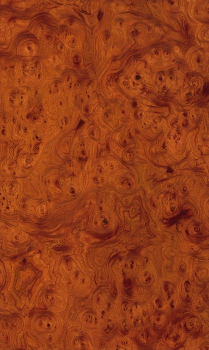 Elm Burl
