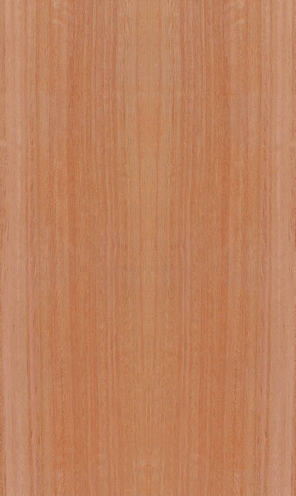 Eucalyptus