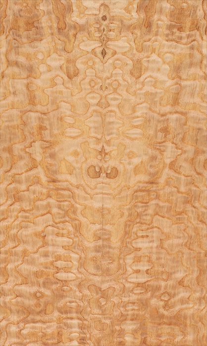 Japanese Ash