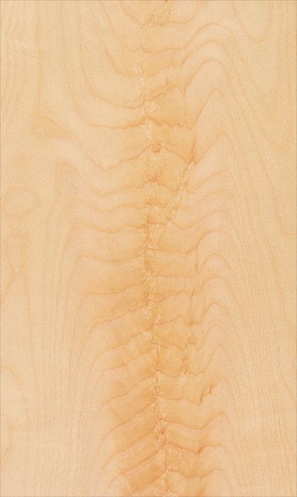 Sycamore Crotch